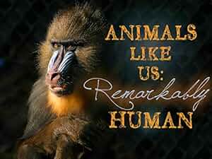 Animals Like Us Poster